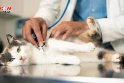 Cats May Hold Key to Breakthroughs in Human Cancer Treatment
