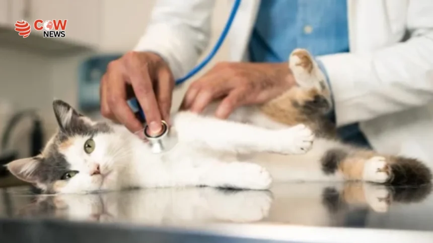 Cats May Hold Key to Breakthroughs in Human Cancer Treatment