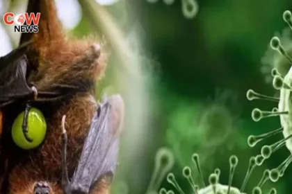 No Direct Nipah Virus Threat to PakistanExperts