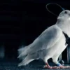 Russian Company Claims to Turn Pigeons into Bio Drones