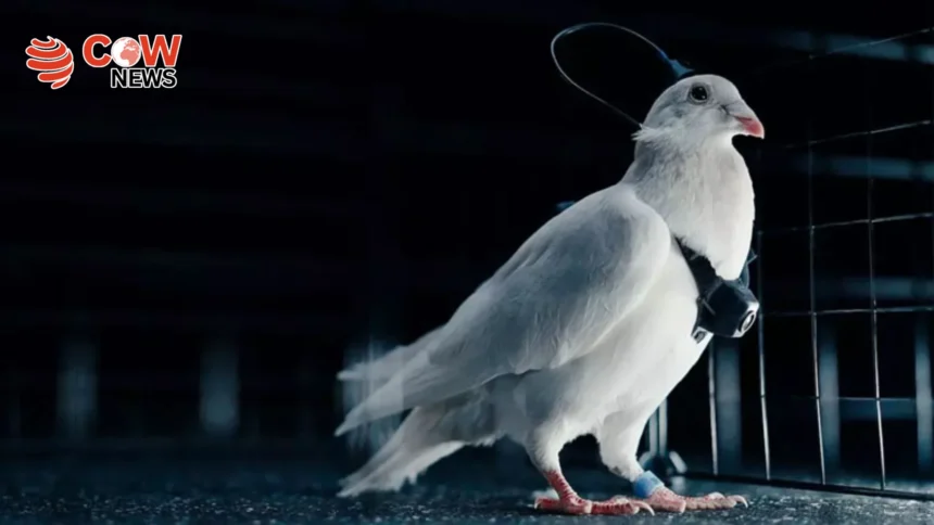 Russian Company Claims to Turn Pigeons into Bio Drones