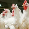 Chicken Prices Surge by Rs45 Per Kg in Peshawar