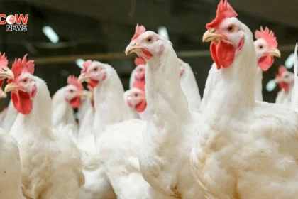 Chicken Prices Surge by Rs45 Per Kg in Peshawar