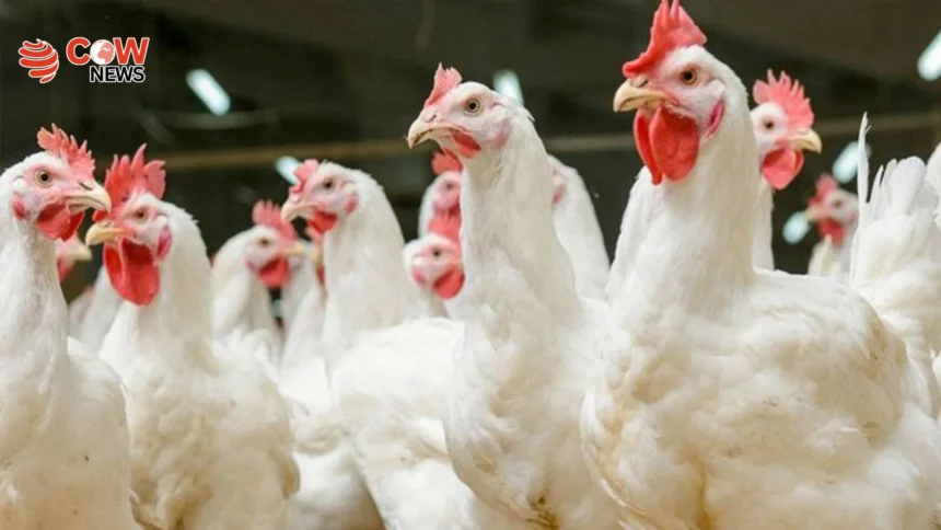 Chicken Prices Surge by Rs45 Per Kg in Peshawar 1 Chicken Prices Surge by Rs45 Per Kg in Peshawar