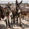 Pakistan Approves Export of Donkey Meat to China