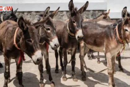 Pakistan Approves Export of Donkey Meat to China