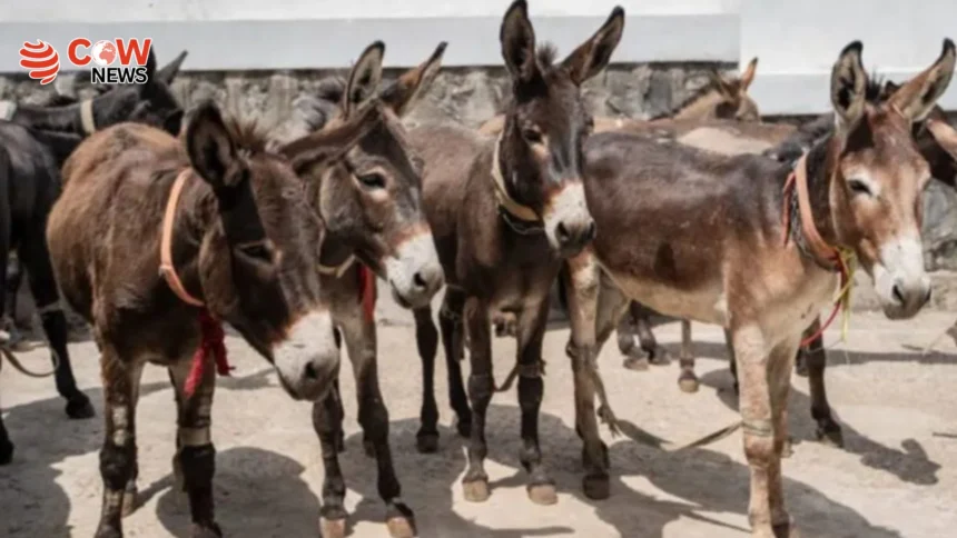 Pakistan Approves Export of Donkey Meat to China