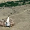 Pakistan Army Tests Fatah II Missile Successfully
