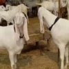 25 Goats Stolen in Karachi’s Gulistan-e-Johar Area - The COW News