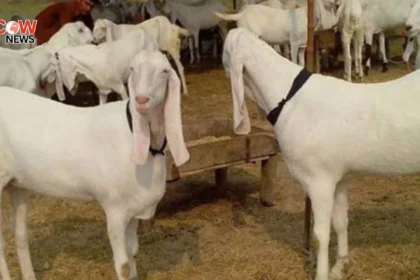 25 Goats Stolen in Karachi’s Gulistan-e-Johar Area - The COW News