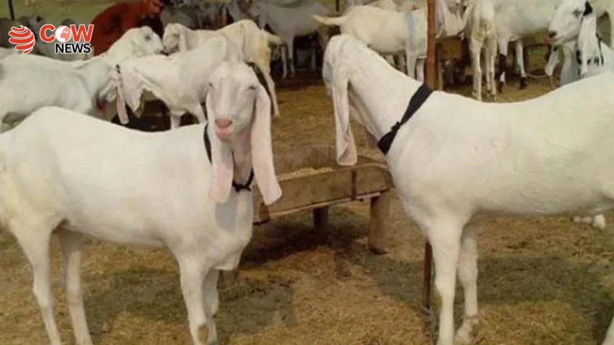 25 Goats Stolen in Karachi’s Gulistan-e-Johar Area 1 25 Goats Stolen in Karachi’s Gulistan-e-Johar Area - The COW News