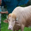 Bangladeshi Buffalo Named ‘Donald Trump’ Becomes Viral Star - The COW News