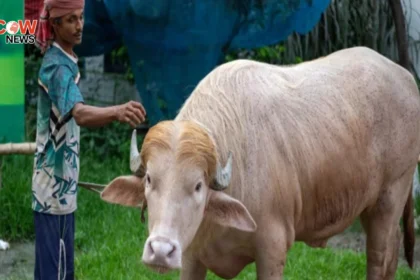 Bangladeshi Buffalo Named ‘Donald Trump’ Becomes Viral Star - The COW News