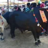 EidUlAdha MoonSighting TheCOWNews