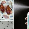 Experts Share Tips to Avoid Insects During Eid ul Adha - The COW News