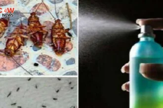 Experts Share Tips to Avoid Insects During Eid ul Adha - The COW News
