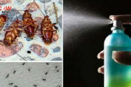 Experts Share Tips to Avoid Insects During Eid ul Adha - The COW News