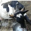 Farmer Allegedly Cuts Cows Leg in Rajanpur Incident