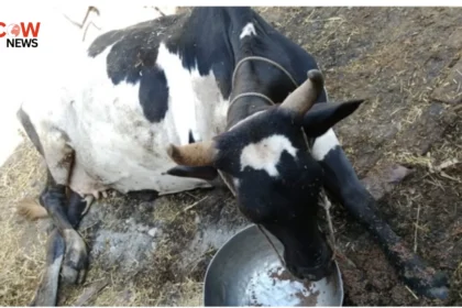 Farmer Allegedly Cuts Cows Leg in Rajanpur Incident