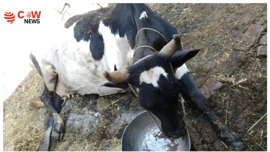 Farmer Allegedly Cuts Cows Leg in Rajanpur Incident
