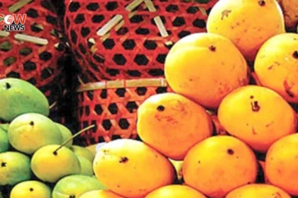 Health Warning Issued Over Chemically Ripened Mangoes - The COW News
