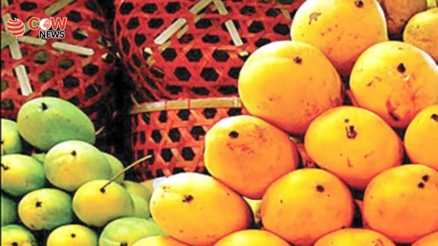 Health Warning Issued Over Chemically Ripened Mangoes 1 Health Warning Issued Over Chemically Ripened Mangoes - The COW News