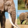 Illegal Ivory Trade Busted on Facebook in Thailand - The COW News