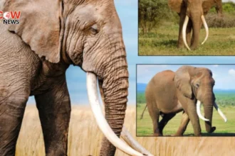 Illegal Ivory Trade Busted on Facebook in Thailand - The COW News
