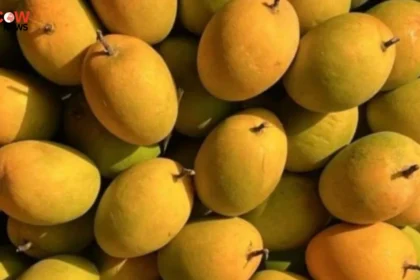 India’s Alphonso Mango Output Falls by 90% - The COW News