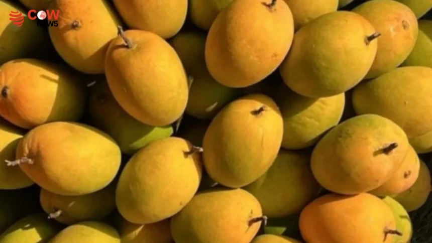 India’s Alphonso Mango Output Falls by 90% 1 India’s Alphonso Mango Output Falls by 90% - The COW News