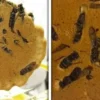 Japan’s “Wasp Cookies” Become a Strange Viral Snack Trend - The COW News