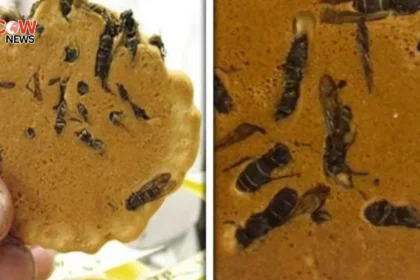 Japan’s “Wasp Cookies” Become a Strange Viral Snack Trend - The COW News