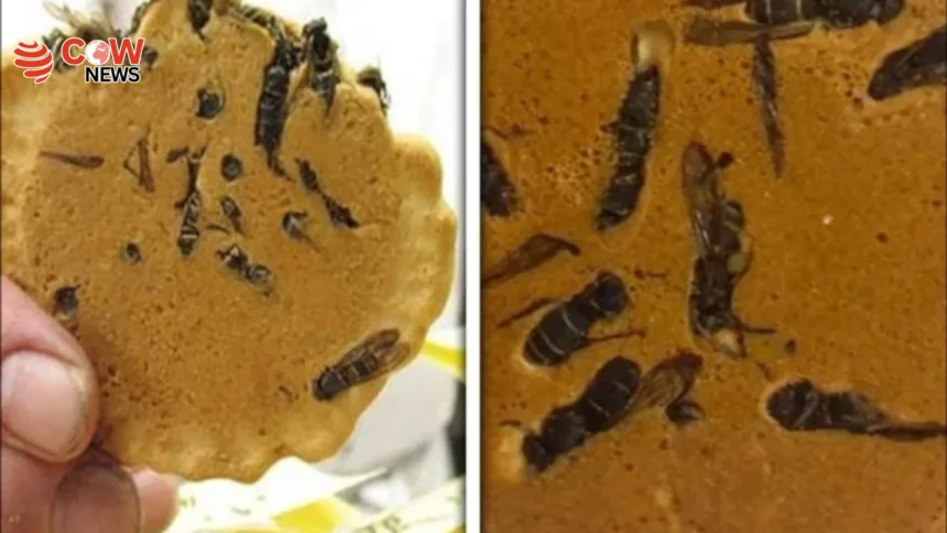 Japan’s “Wasp Cookies” Become a Strange Viral Snack Trend 1 Japan’s “Wasp Cookies” Become a Strange Viral Snack Trend - The COW News