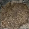 Mysterious ‘Death Jar’ With Human Remains Found in Laos - The COW News