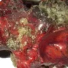 Rare Crystal Found After First Nuclear Explosion - The COW News