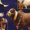 SUPARCO Predicts Eid al-Adha 2026 Date in Pakistan - The COW News