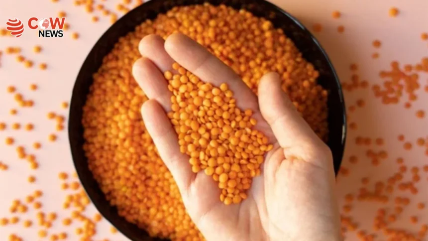 Study Links Soy and Lentils to Lower Blood Pressure Risk - The COW News
