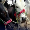 Tips to Protect Sacrificial Animals From Heatwave - The COW News