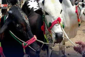 Tips to Protect Sacrificial Animals From Heatwave - The COW News