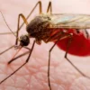 Google Plans Lab-Bred Mosquito Release in Florida - The COW News