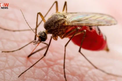 Google Plans Lab-Bred Mosquito Release in Florida - The COW News
