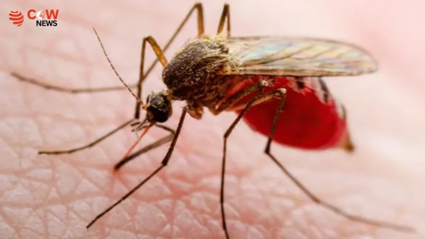 Google Plans Lab-Bred Mosquito Release in Florida 1 Google Plans Lab-Bred Mosquito Release in Florida - The COW News