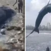26-Foot Whale Calf Dies After Stranding on Mumbai Coast - The COW News