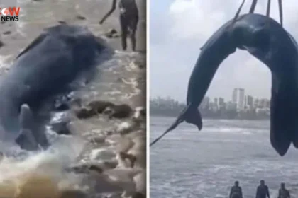26-Foot Whale Calf Dies After Stranding on Mumbai Coast - The COW News