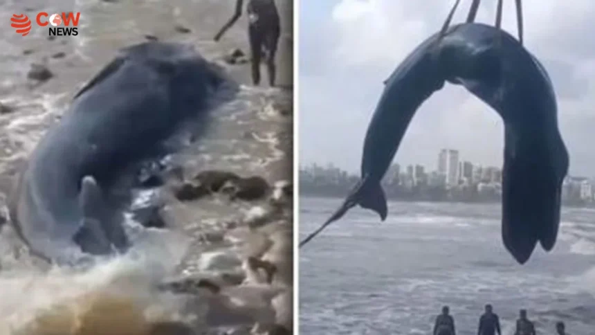 26-Foot Whale Calf Dies After Stranding on Mumbai Coast - The COW News