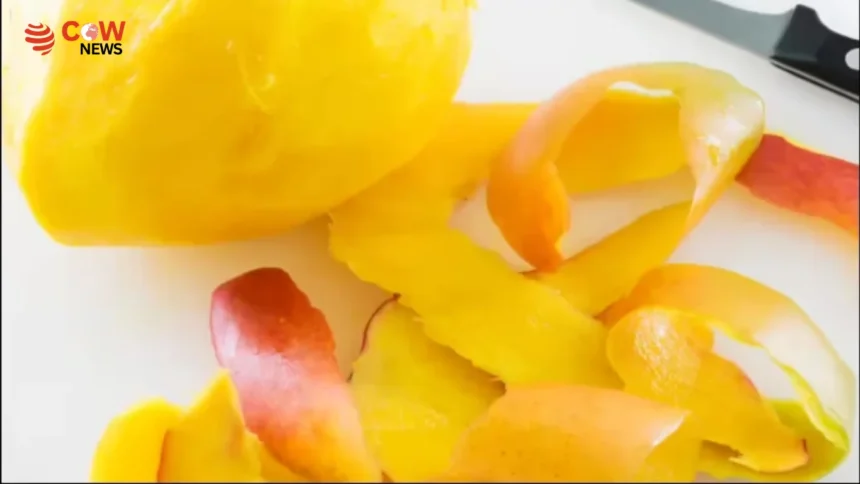 Mango Peels Offer Surprising Health Benefits Experts 1 Mango Peels Offer Surprising Health Benefits Experts - The COW News