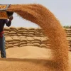 Pakistan Approves Import of 1 Million Tonnes Wheat - The COW News