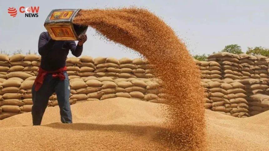 Pakistan Approves Import of 1 Million Tonnes Wheat 1 Pakistan Approves Import of 1 Million Tonnes Wheat - The COW News