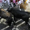 64-Year-Old Woman Killed During Spanish Bull Run - The COW News