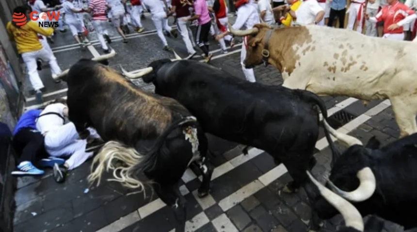 64-Year-Old Woman Killed During Spanish Bull Run 1 64-Year-Old Woman Killed During Spanish Bull Run - The COW News